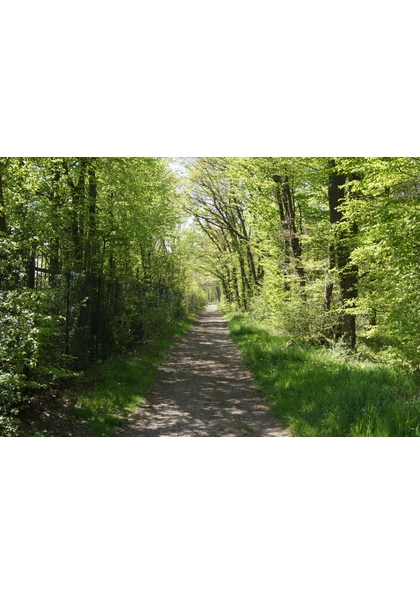 2021 Wittenheim Bois Nonnenbruch6