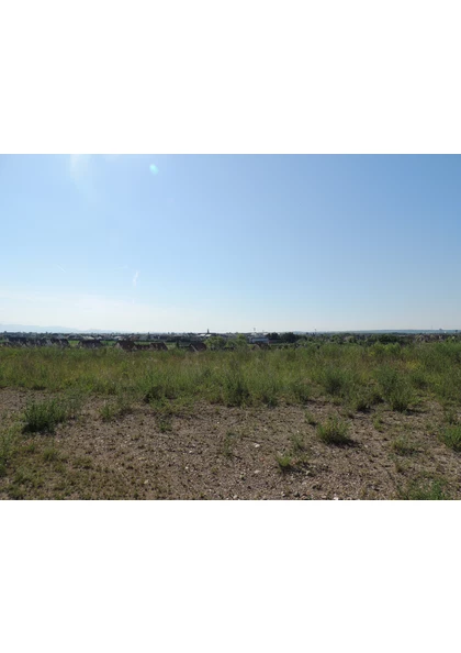 2022 Wittenheim terril fernand vegetation (1)